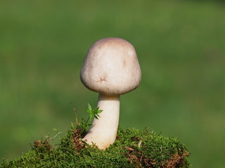 Mushrooms and moss on green background, series