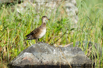 Anas crecca, Common Teal.