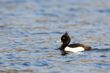 Aythya fuligula, Tufted Duck.