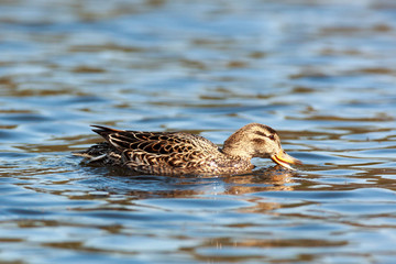 Anas crecca, Common Teal.
