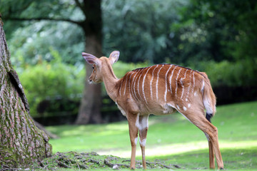 Nyala from the back
