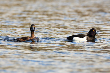 Aythya fuligula, Tufted Duck.