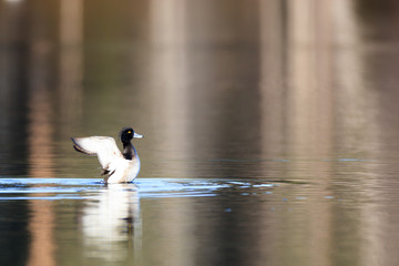 Aythya fuligula, Tufted Duck.
