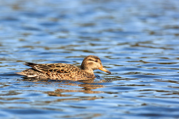 Anas crecca, Common Teal.
