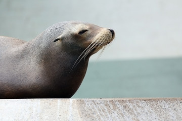 Fototapeta premium Harbor Seal