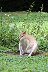 Swamp Wallaby