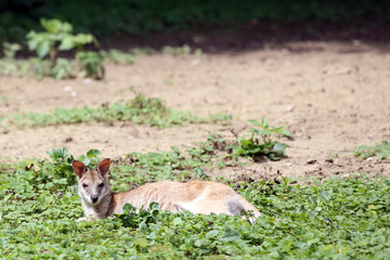 Swamp Wallaby