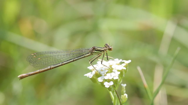 Damselfly in and out of the frame