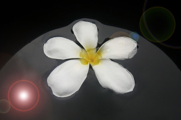 frangipani flower or Leelawadee flower
