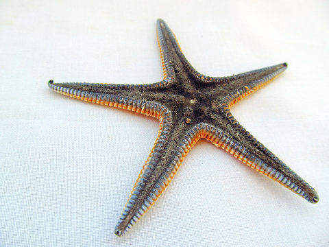 Starfish on Neutral Background