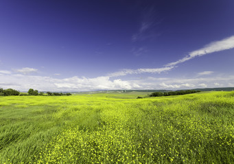 views stretching to the horizon field of flowers