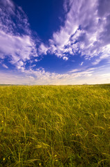 views stretching to the horizon field of flowers