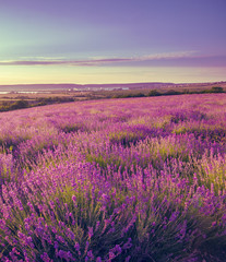 view stretching to the horizon field of levender flowers