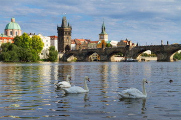 Swans with background of Charles bridge