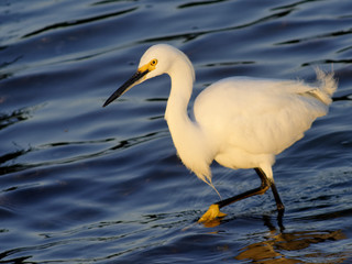 snowy egret