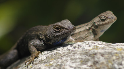 western fence lizards