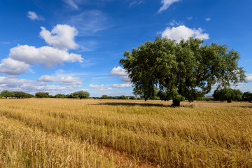Obraz premium Pelos campos do Alentejo
