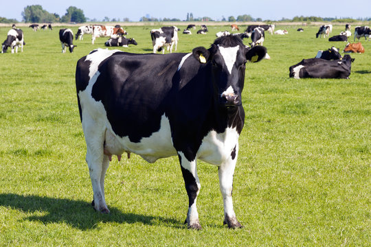 Black and white cows on farmland