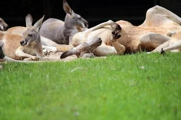 Photo sur Aluminium Kangourou Group of wallabies in the grass