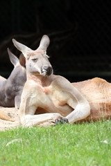 Large Wallaby