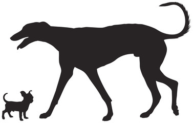 Chihuahua and Greyhound dogs