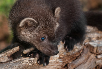 Young Fisher (Martes pennanti) on Log