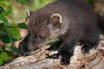 Young Fisher (Martes pennanti) Climbs Left on Log