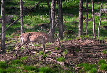 White-Tailed Deer (Odocoileus virginianus) Grazes in Woody Area