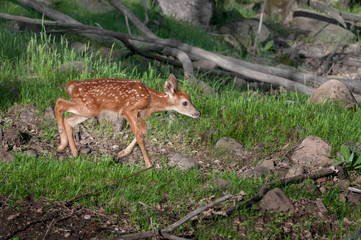 White-Tailed Deer Fawn (Odocoileus virginianus) Runs Right