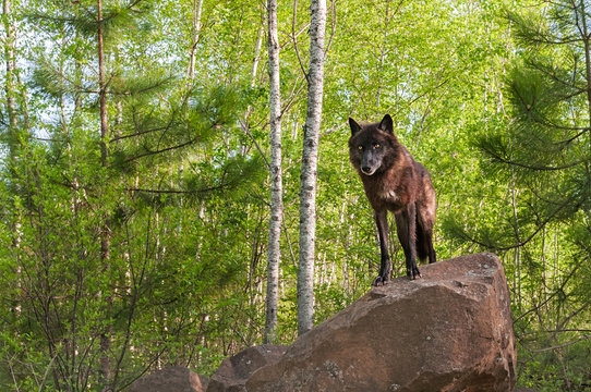 Black Wolf (Canis lupus) Stands on Top of Den Horizontal