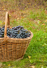 Wine grapes in basket