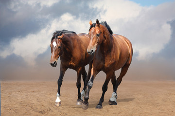 Two brown horses trotting free