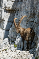 Alpine Ibex male looking back