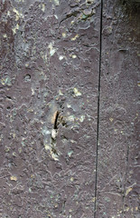 Natural grunge background