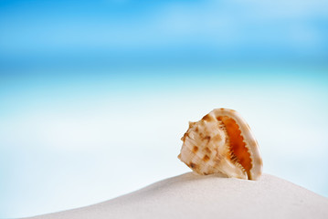 Obraz na płótnie Canvas tropical sea shell on white Florida beach sand under the sun li