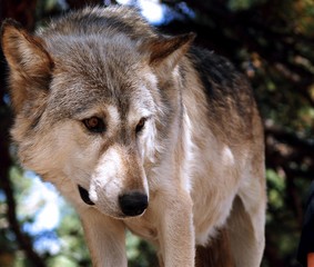 Lakota Wolf 7