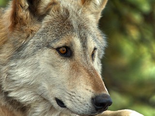 Lakota Wolf 11