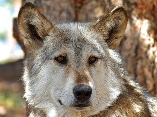 Lakota Wolf 13
