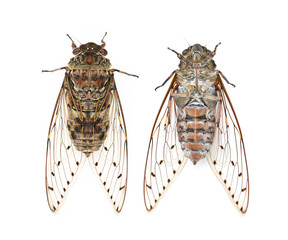 cicada
