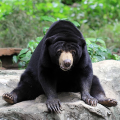 Fototapeta na wymiar black bear