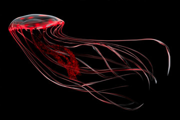 Naklejka premium Czerwona meduza