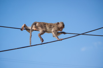 Life of monkeys.( Long-tailed macaque )