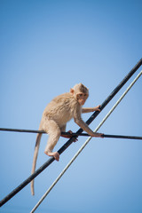 Life of monkeys.( Long-tailed macaque )