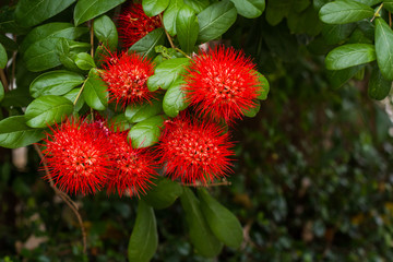 Flower Bush willow on tree, (Combretum erythrophyllum (Burchell)