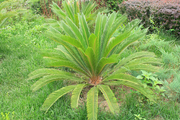 Cycad