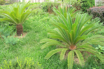 Cycad