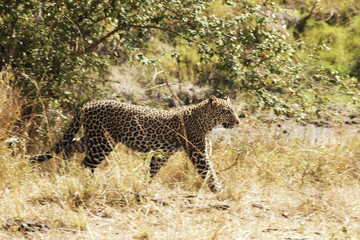 Leopard on the Masai Mara (Pan & Blur)