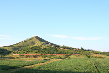 Green field Landscape