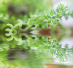 Natural green leaves with bokeh background
