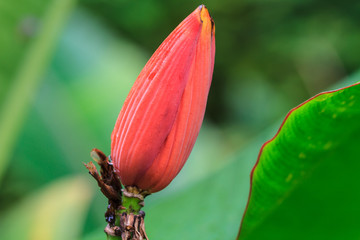 Banana Ornamental, flower of banana